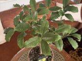 Derėjęs kinkanas (Kumquat), 55 cm, su vazonu - nuotraukos Nr. 2