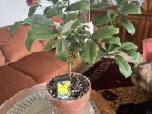 Derėjęs kinkanas (Kumquat), 55 cm, su vazonu - nuotraukos Nr. 3