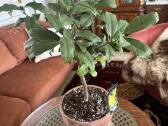 Derėjęs kinkanas (Kumquat), 55 cm, su vazonu - nuotraukos Nr. 4