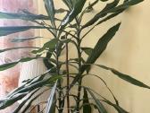 Vešli dracena, 2 augalai viename vazone, 130 cm - nuotraukos Nr. 2