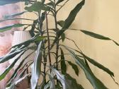 Vešli dracena, 2 augalai viename vazone, 130 cm - nuotraukos Nr. 3