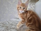 Kačiukas parduodamas Mainecoon female d22 - nuotraukos Nr. 2
