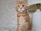 Kačiukas parduodamas Mainecoon female d22 - nuotraukos Nr. 3