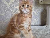 Kačiukas parduodamas Mainecoon female d22 - nuotraukos Nr. 4
