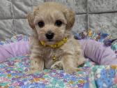 Maltipoo - nuotraukos Nr. 5