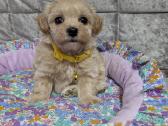 Maltipoo - nuotraukos Nr. 7