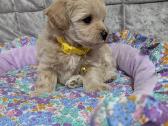 Maltipoo - nuotraukos Nr. 9