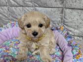 Maltipoo - nuotraukos Nr. 10
