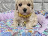 Maltipoo - nuotraukos Nr. 12