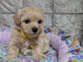 Maltipoo - nuotraukos Nr. 13