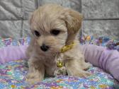 Maltipoo - nuotraukos Nr. 15