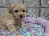 Maltipoo - nuotraukos Nr. 16