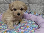 Maltipoo - nuotraukos Nr. 17