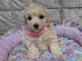 Maltipoo - nuotraukos Nr. 8