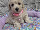 Maltipoo - nuotraukos Nr. 3