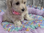 Maltipoo - nuotraukos Nr. 19