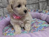 Maltipoo - nuotraukos Nr. 24