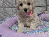 Maltipoo - nuotraukos Nr. 20