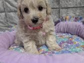 Maltipoo - nuotraukos Nr. 21