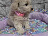 Maltipoo - nuotraukos Nr. 29