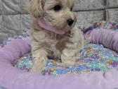 Maltipoo - nuotraukos Nr. 22