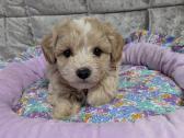 Maltipoo - nuotraukos Nr. 11