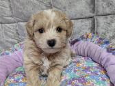 Maltipoo - nuotraukos Nr. 25