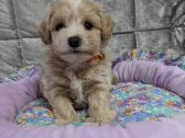 Maltipoo - nuotraukos Nr. 4