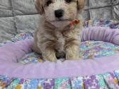 Maltipoo - nuotraukos Nr. 23