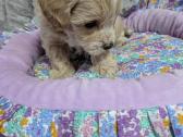 Maltipoo - nuotraukos Nr. 28