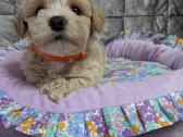 Maltipoo - nuotraukos Nr. 30