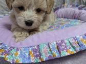 Maltipoo - nuotraukos Nr. 26