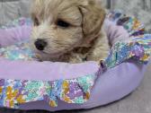 Maltipoo - nuotraukos Nr. 31