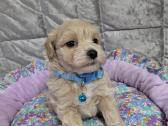 Maltipoo - nuotraukos Nr. 33