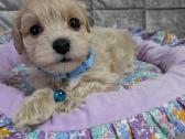 Maltipoo - nuotraukos Nr. 14