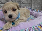 Maltipoo - nuotraukos Nr. 27