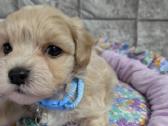 Maltipoo - nuotraukos Nr. 18