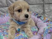 Maltipoo - nuotraukos Nr. 6