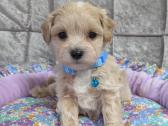 Maltipoo - nuotraukos Nr. 36