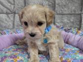 Maltipoo - nuotraukos Nr. 35