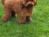 Maltipoo - nuotraukos Nr. 38