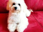 Maltipoo - nuotraukos Nr. 37