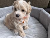 Maltipoo - nuotraukos Nr. 34