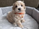 Maltipoo - nuotraukos Nr. 2