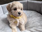 Maltipoo - nuotraukos Nr. 32