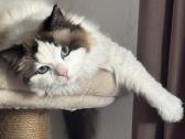 Parduodama Ragdoll katė - nuotraukos Nr. 2