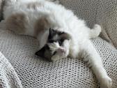 Parduodama Ragdoll katė - nuotraukos Nr. 3