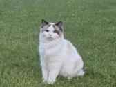 Parduodama Ragdoll katė - nuotraukos Nr. 4