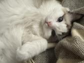 Parduodama Ragdoll katė - nuotraukos Nr. 5