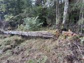 Mediena issivezimui salia misko Ariogalos raj - nuotraukos Nr. 2
